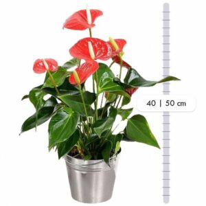 Anthurium.jpg