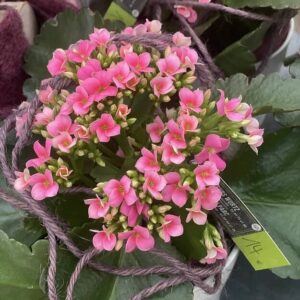 Kalanchoe.jpg