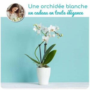 Orchidee-elegance.jpg