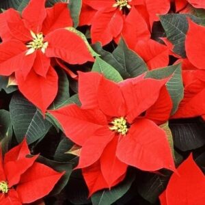 Poinsettia-de-notre-propre-production.jpg
