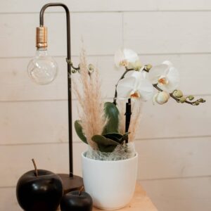 Orchidée blanc – Fleurs Wurtz46