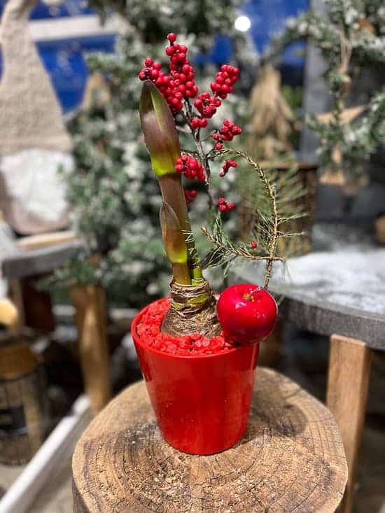 Amaryllis rouge – Noël 2023 – Fleurs Wurtz