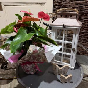 L'Anthurium