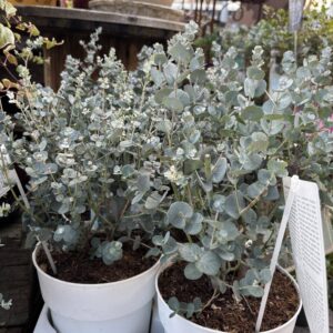 Eucalyptus