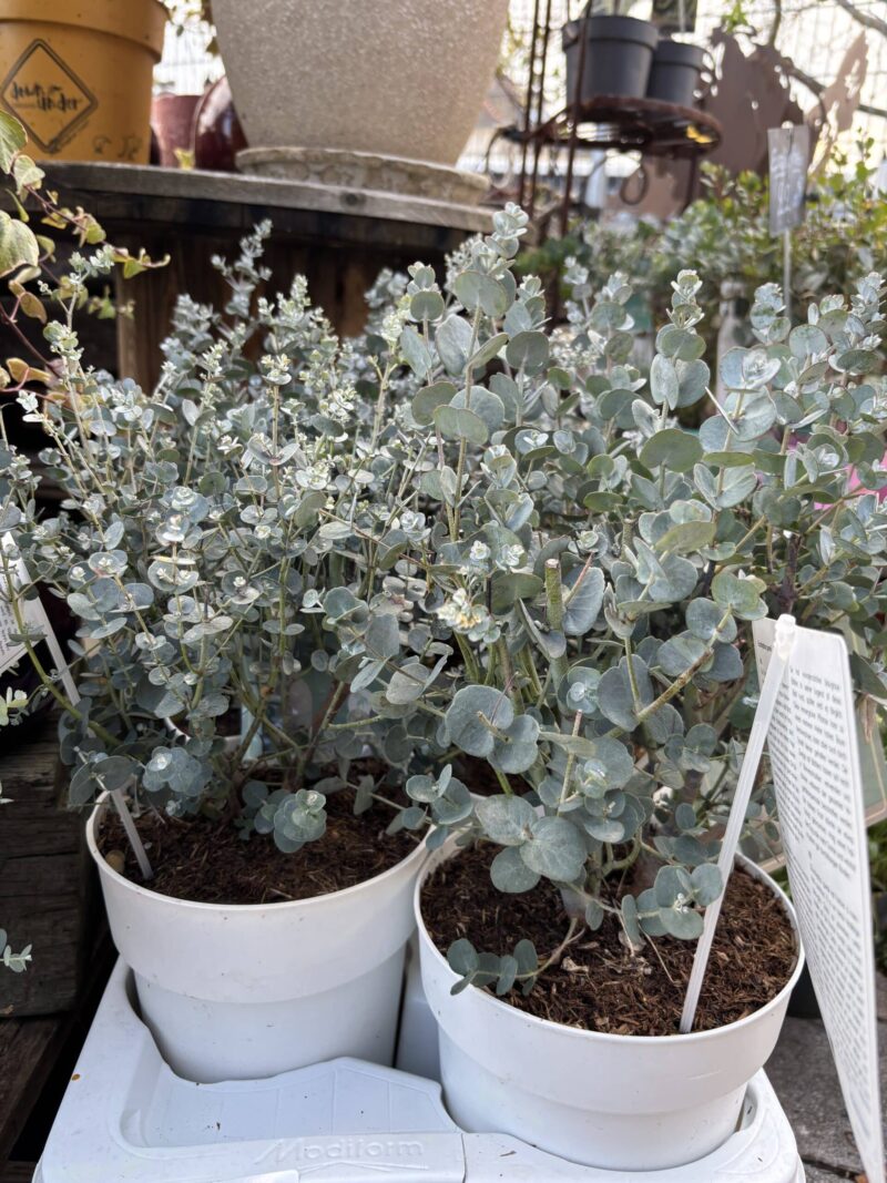 Eucalyptus