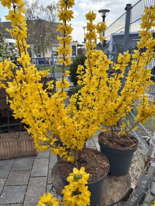 Forsythia