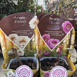 Pivoines
