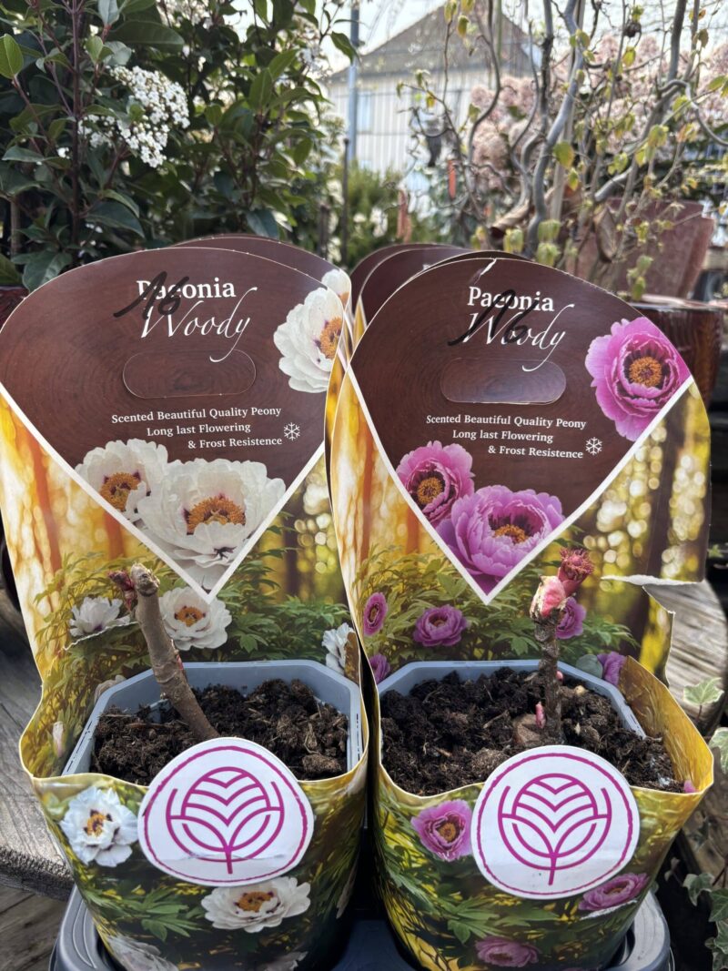 Pivoines