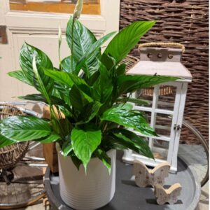 Le Spathiphyllum