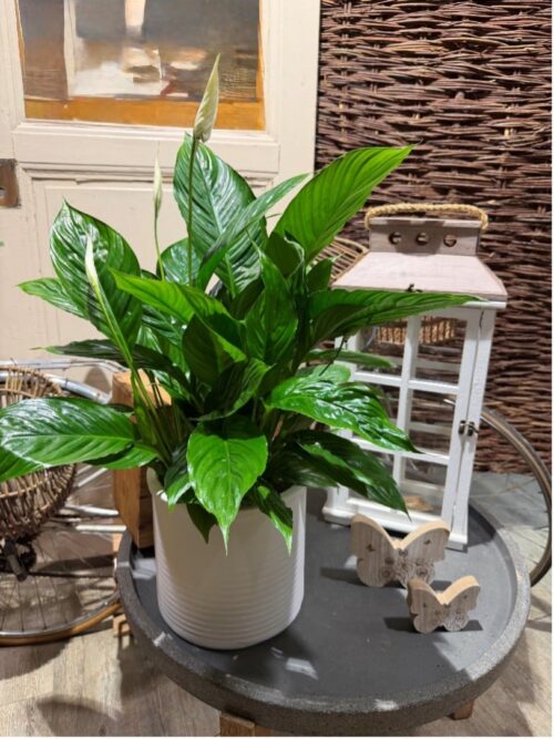 Le Spathiphyllum