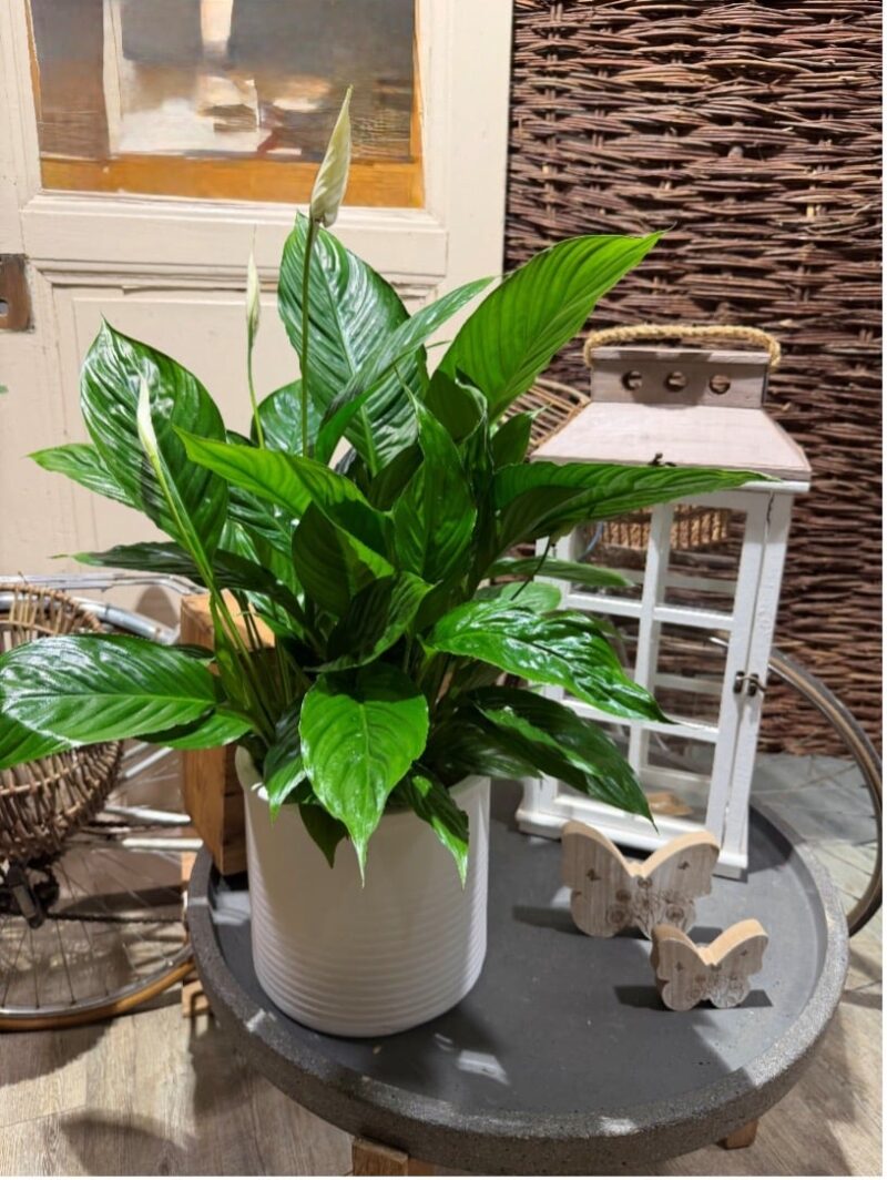 Le Spathiphyllum