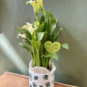 arum-blanc-fleurs-wurtz Arum Blanc