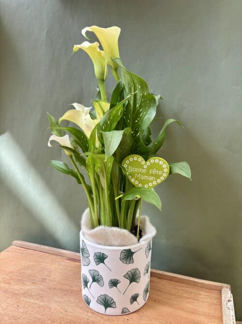 arum-blanc-fleurs-wurtz Arum Blanc