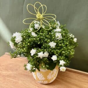 campanule-blanche-fleurs-wurtz Campanule Blanche