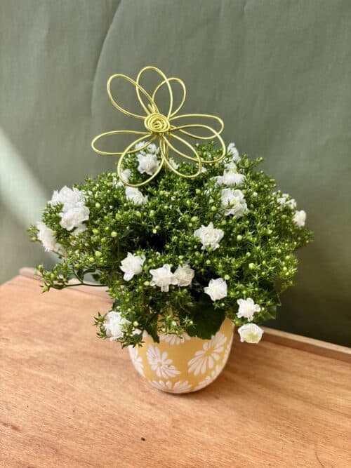 campanule-blanche-fleurs-wurtz Campanule Blanche