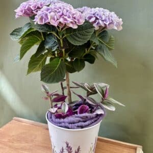 HORTENSIA ROSE Hortensia Rose