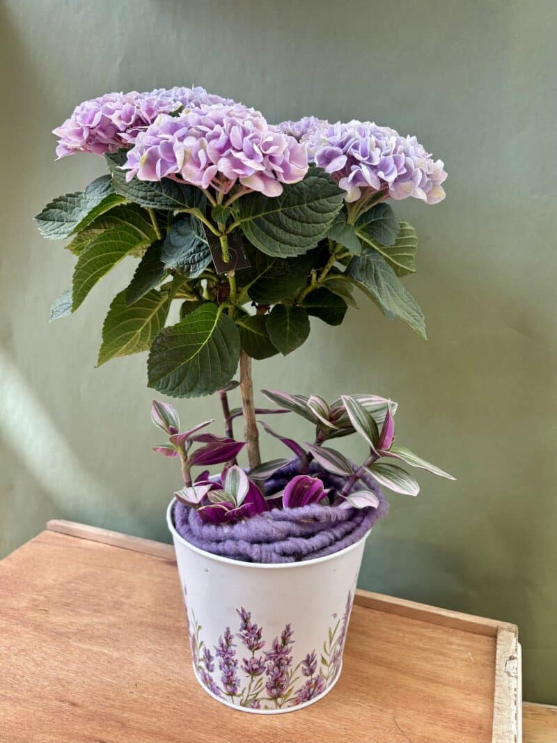 HORTENSIA ROSE Hortensia Rose