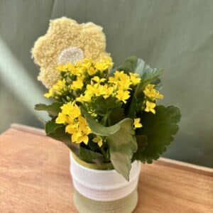 Kalanchoe Jaune