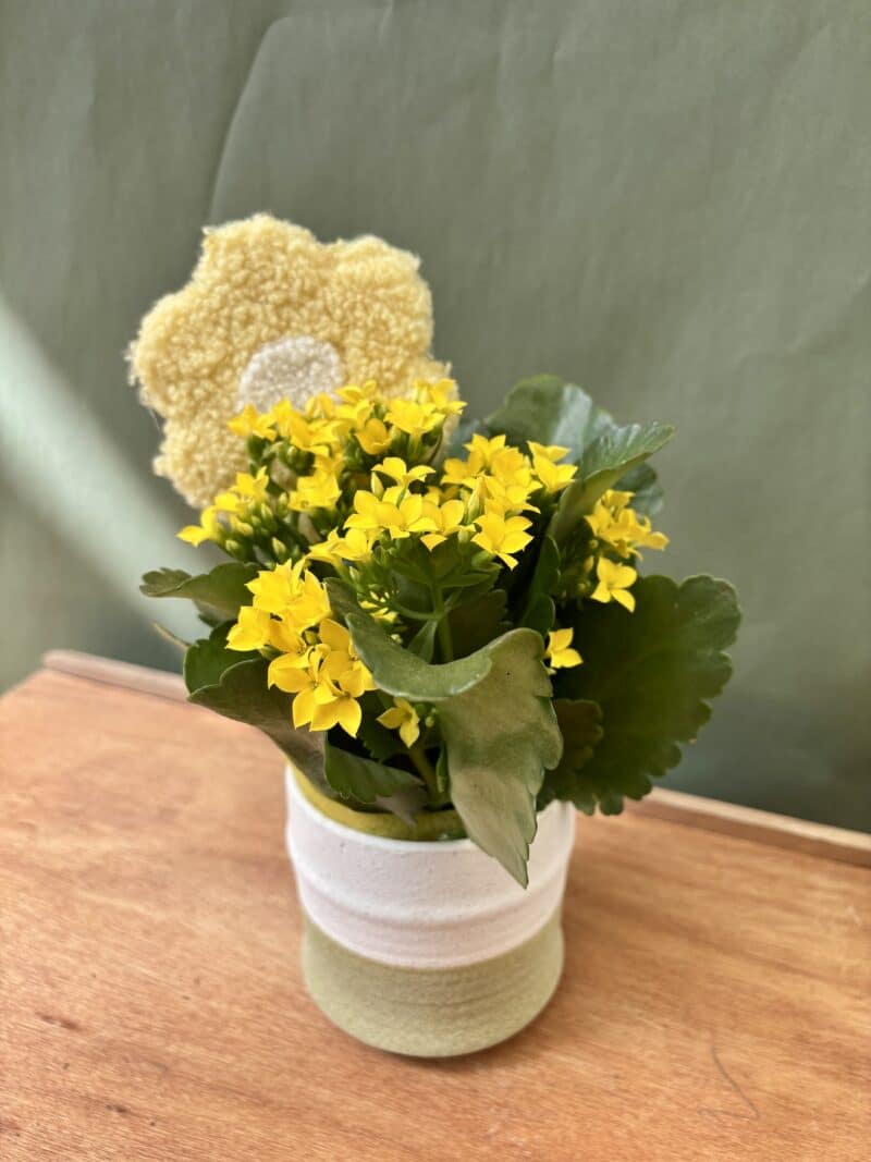 Kalanchoe Jaune