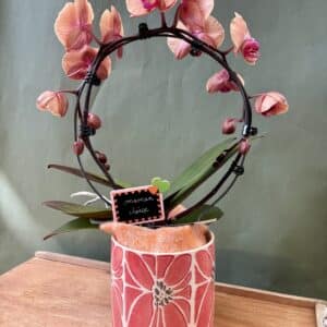 Orchidée arrondie