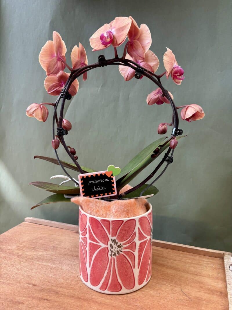 Orchidée arrondie